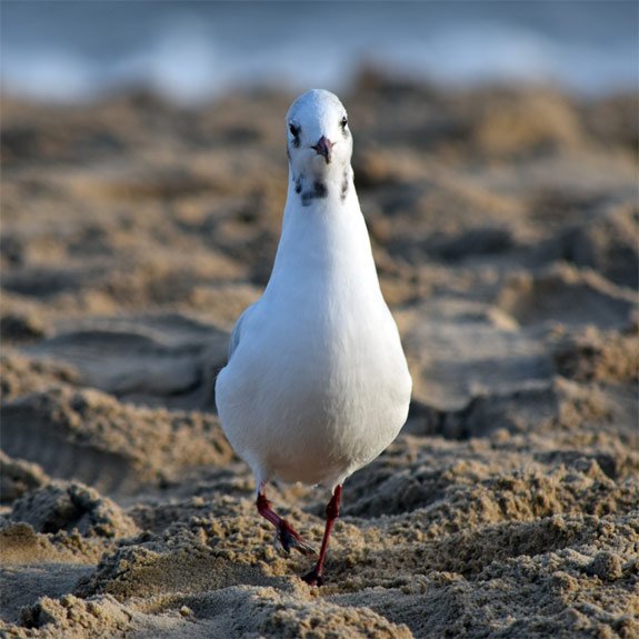 Gull Enjoying Bournemouth Beach