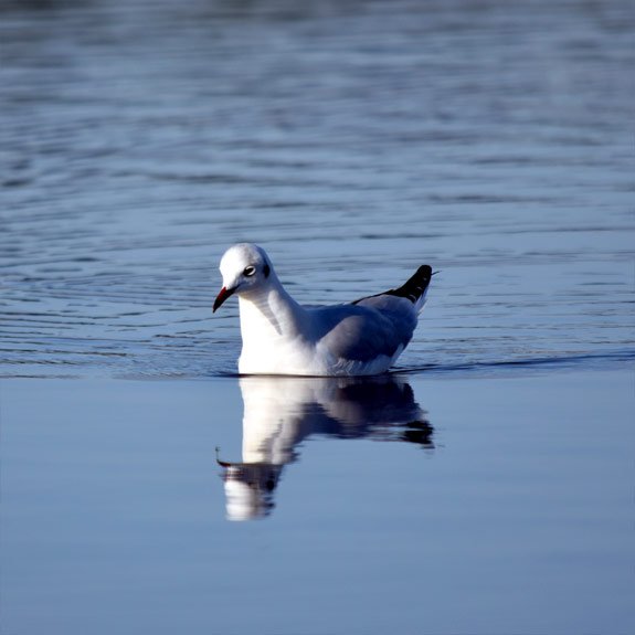 Gull Swimming at Mudeford