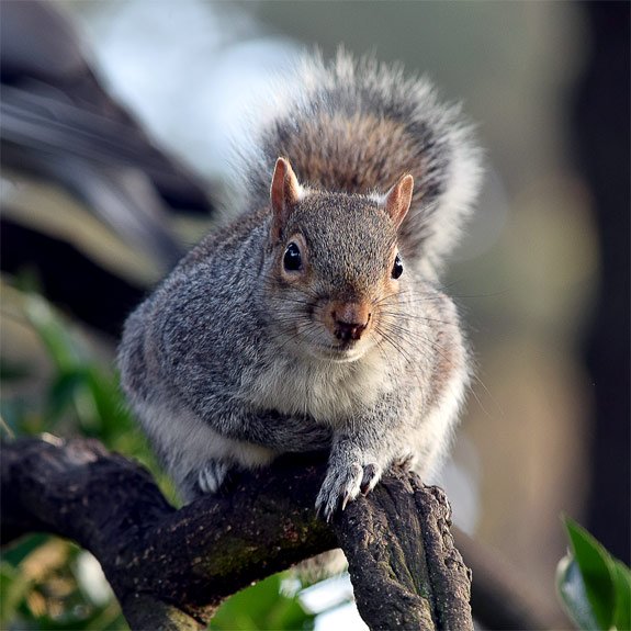 Squirrel in Bournemouth Gardens